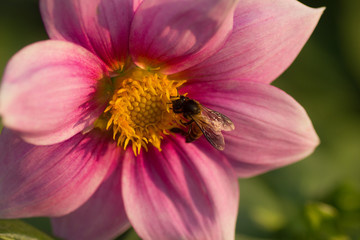 Macro shot of a flower