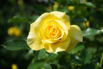 晴れた日にひときわ目立つ黄色の美しいバラ　屋外