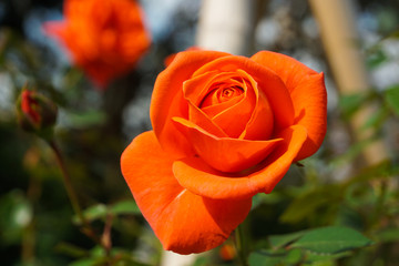 鮮やかなオレンジ色の美しいバラ　晴れ