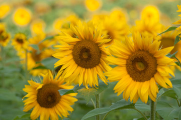Tournesols