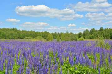 Lupin field