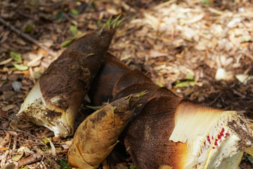 fresh bamboo shoot