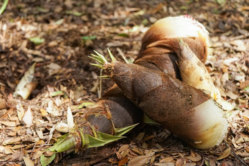 fresh bamboo shoot