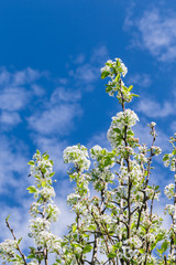White blossoms on ornamental pear tree in springtime