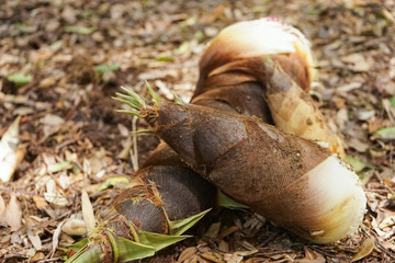 fresh bamboo shoot