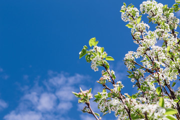 White blossoms on ornamental pear tree in springtime