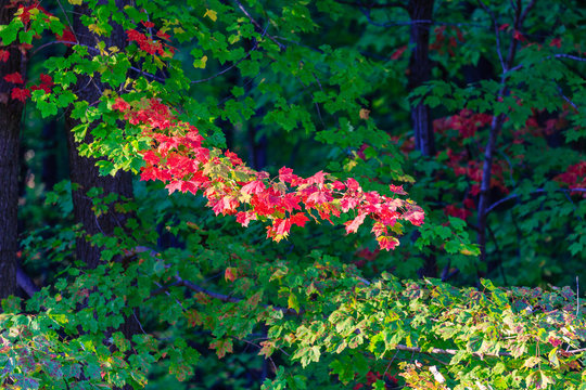 Tree foliage starting to turn colors on a Wisconsin maple tree in September
