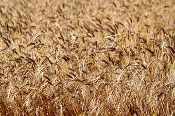 Spikes (ears) of ripe barley in the field during harvest