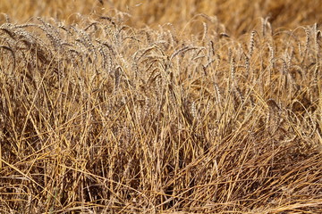 Spikes (ears) of ripe barley in the field during harvest