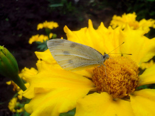 Butterfly on a yellow flower marigold, macro. Selective focus.