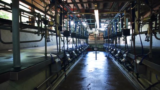 Mechanized milking equipment in cow farm

