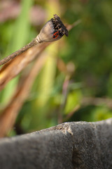 Feuerkäfer auf totem Mohn