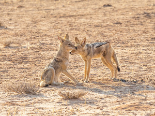 Black-Backed Jackal