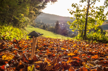 Schopftintling auf Herbstweg