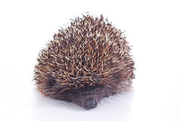 Cute wild hedgehog. Hedgehog closeup. hedgehog spike spikes quills as texture background. Hedgehog is any of the spiny mammals of the subfamily Erinaceinae, in the eulipotyphlan family Erinaceidae.