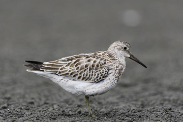 オバシギ幼鳥(great knot)