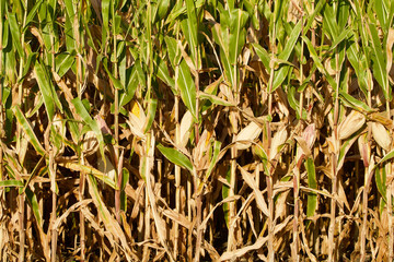 Field corn closeup with yellow ears of corn