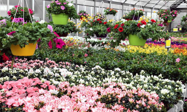 greenhouse with lots of flower pots blossomed in wholesale