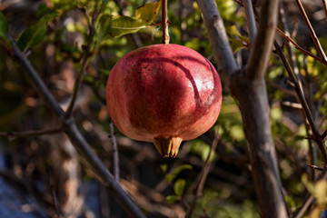 Red pomegranate fruit at the tree 