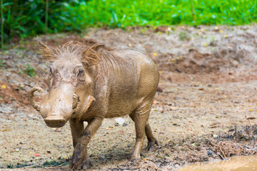 Desert Warthog Playing on Mud