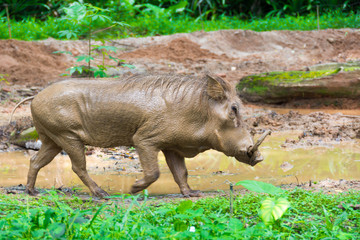 Desert Warthog Playing on Mud