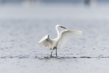 コサギ(little egretta)
