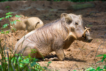 Naklejka na ściany i meble Desert Warthog Playing on Mud