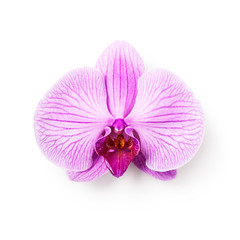 Naklejka na ściany i meble Orchid flower