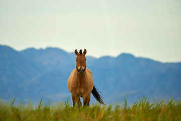 Przewalski horses in the Altyn Emel National Park in Kazakhstan.  The Przewalski's horse or...