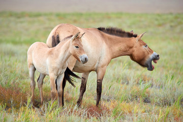 Naklejka na ściany i meble Przewalski horses in the Altyn Emel National Park in Kazakhstan. The Przewalski's horse or Dzungarian horse, is a rare and endangered subspecies of wild horse native to the steppes of central Asia. T