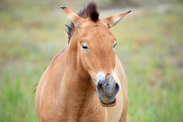 Fototapeta premium Przewalski horses in the Altyn Emel National Park in Kazakhstan. The Przewalski's horse or Dzungarian horse, is a rare and endangered subspecies of wild horse native to the steppes of central Asia. T