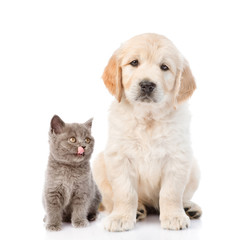 golden retriever and a licking kitten. isolated on white background