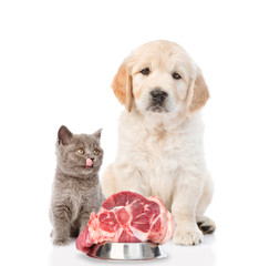 golden retriever and a licking kitten are sitting with raw meat. isolated on white background