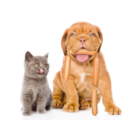 puppy with sausages in the mouth and a hungry kitten. isolated on white background