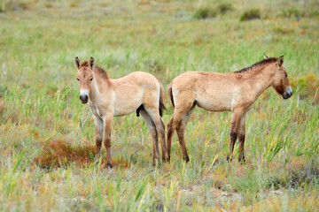 Przewalski horses in the Altyn Emel National Park in Kazakhstan.  The Przewalski's horse or Dzungarian horse, is a rare and endangered subspecies of wild horse native to the steppes of central Asia. T