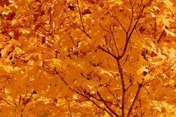 Golden autumn leaves on the tree