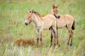 Obraz na płótnie Canvas Przewalski horses in the Altyn Emel National Park in Kazakhstan. The Przewalski's horse or Dzungarian horse, is a rare and endangered subspecies of wild horse native to the steppes of central Asia. T