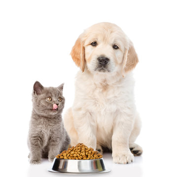 Golden retriever and licking kitty are sitting with dry food. isolated on white background