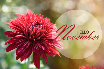 Hello November wallpaper, wonderful autumn background with red chrysanthemums in sunshine © stillforstyle