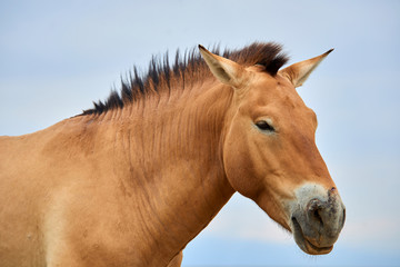 Obraz premium Przewalski horses in the Altyn Emel National Park in Kazakhstan. The Przewalski's horse or Dzungarian horse, is a rare and endangered subspecies of wild horse native to the steppes of central Asia. T