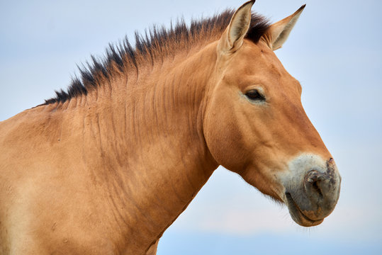 Przewalski horses in the Altyn Emel National Park in Kazakhstan.  The Przewalski's horse or Dzungarian horse, is a rare and endangered subspecies of wild horse native to the steppes of central Asia. T