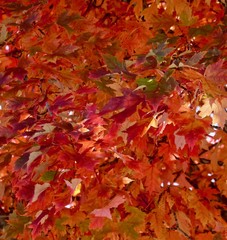 Brilliant orange and green autumn leaves