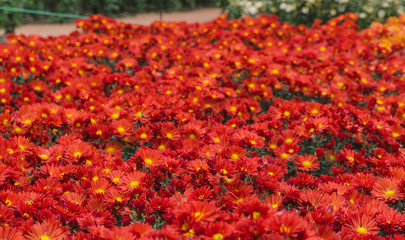 blossom red chrysanthemum