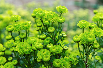 blossom green chrysanthemum