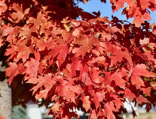 Red autumn maple leaves