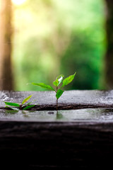 Young Plant Growing In Sunlight