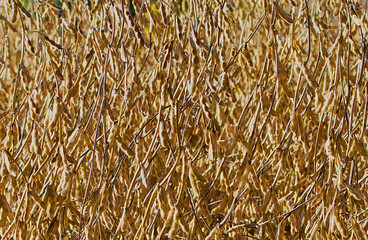 Ready to harvest soy beans closeup