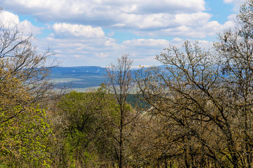 blooming spring trees