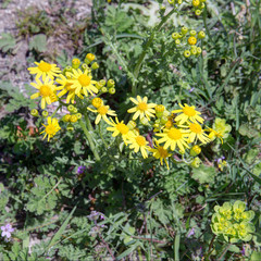 Fototapeta premium flowering ragwort in spring