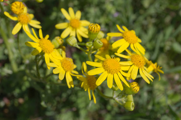 ragwort close up
